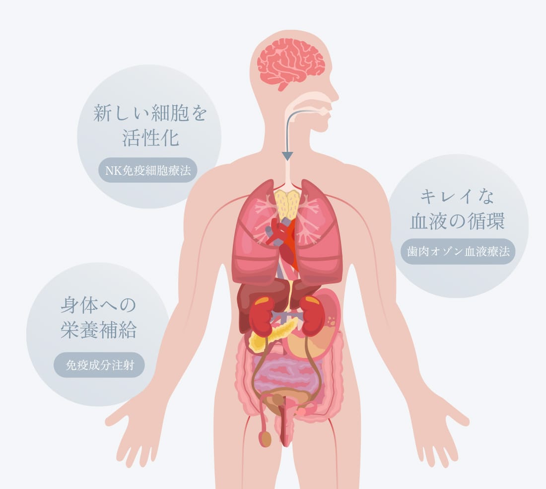 口腔環境の循環を促す長く噛める力を創る