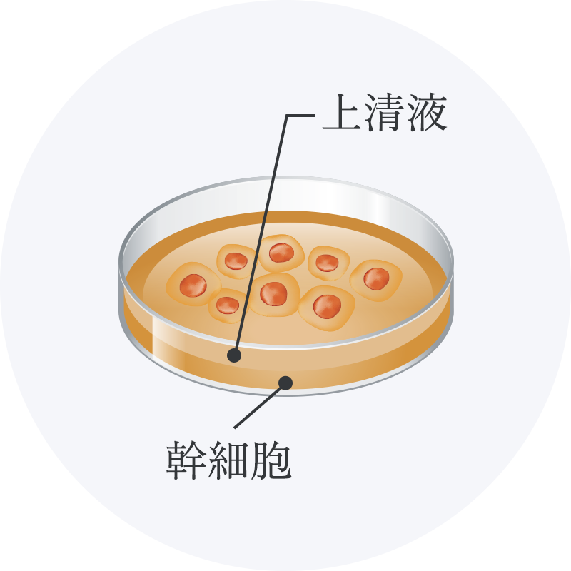 培養液に何百種類もの有効成分が幹細胞から放出される